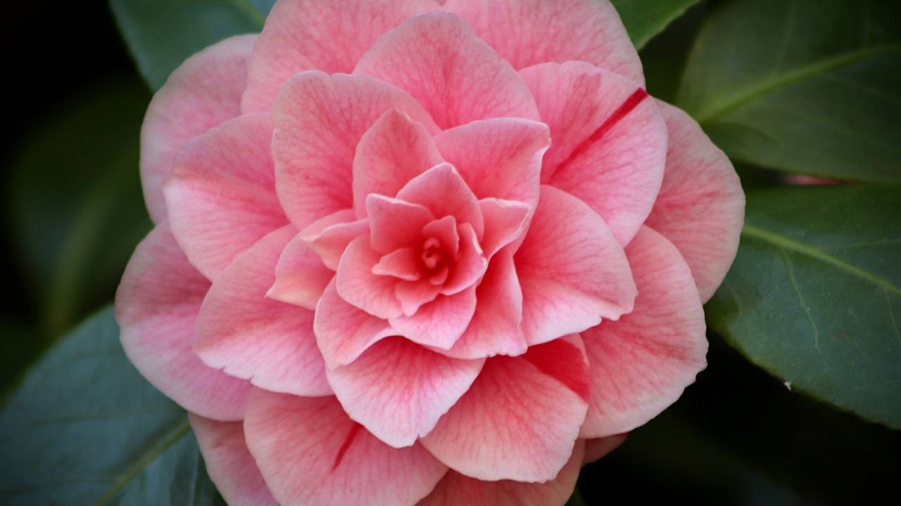 camelia