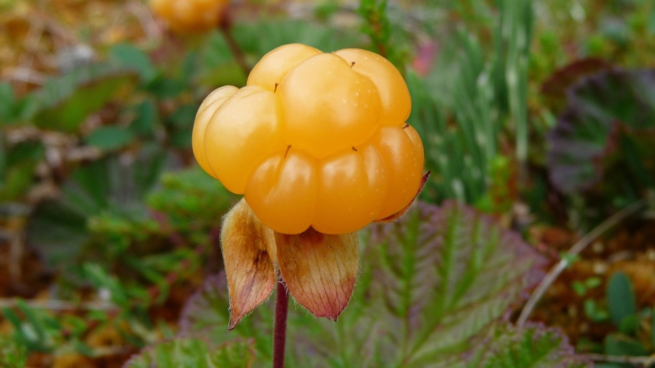 camemoro frutti bosco