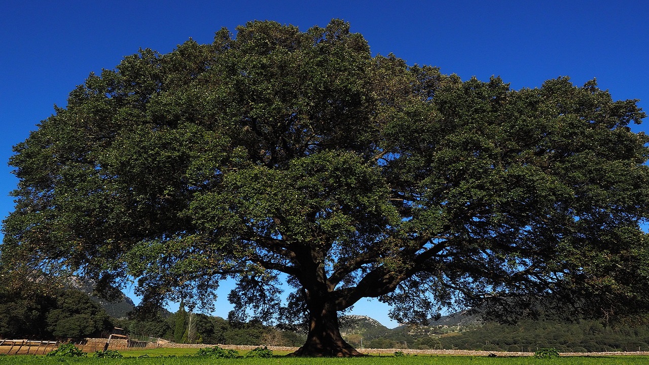 camphora o canfora