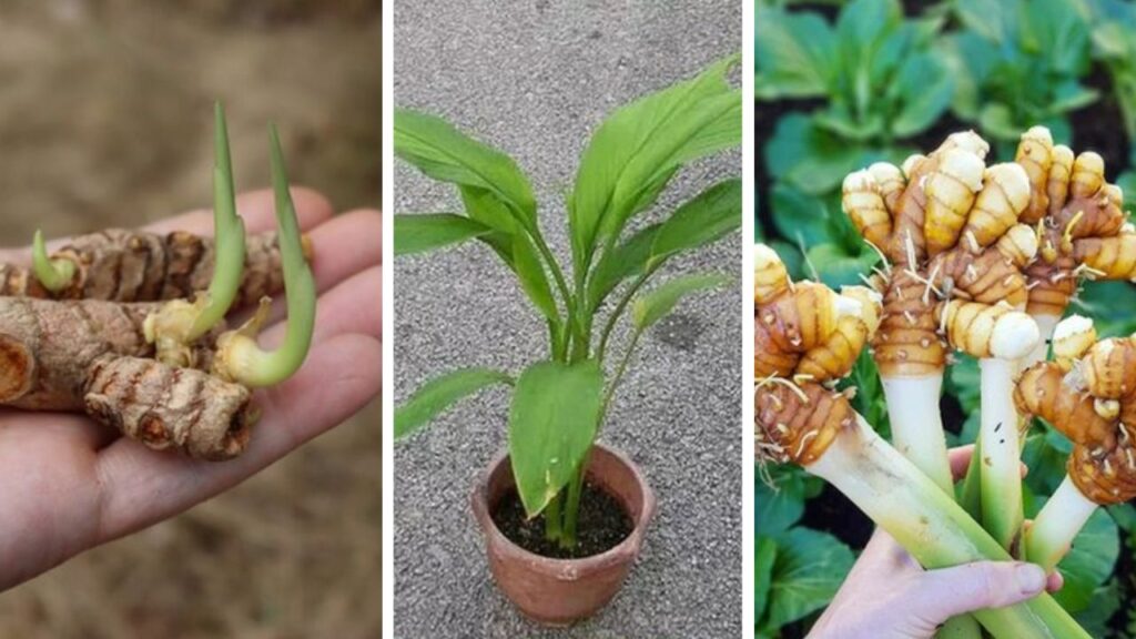 pianta che cresce nel vaso