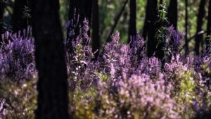 Erica: miti e leggende su questa pianta simbolo di fortuna, fedeltà e romanticismo