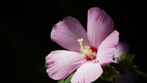 Ibisco, coltivazione, cura e curiosità su questo fiore a forma d’imbuto