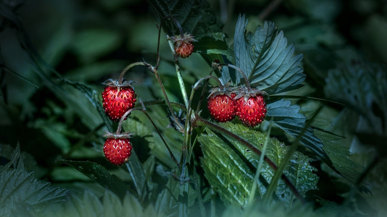 fragola bosco cespuglio