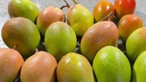 Il surriscaldamento globale regala alla Sicilia un mango 100% “made in Italy”: quello che c’è da sapere