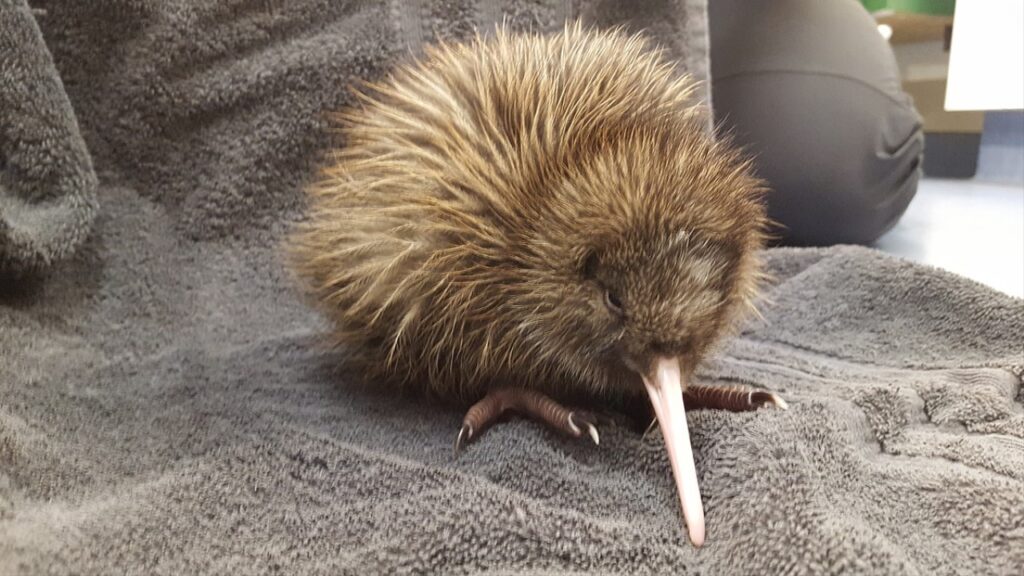 kiwi uccello nuova zelanda