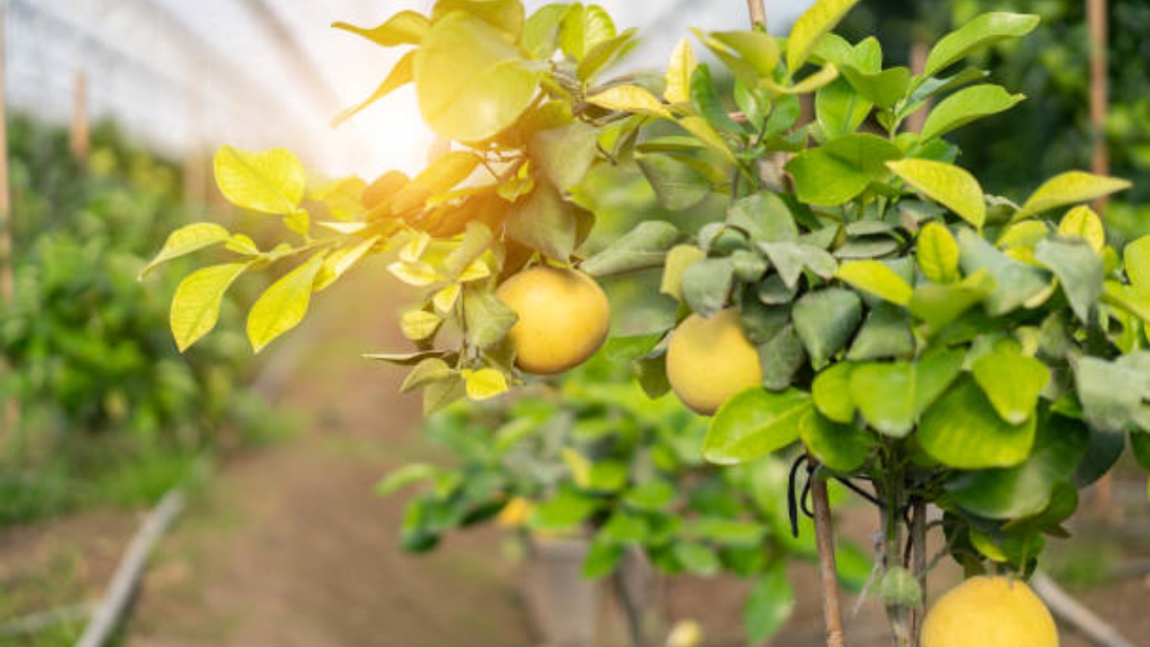 limone nel terreno