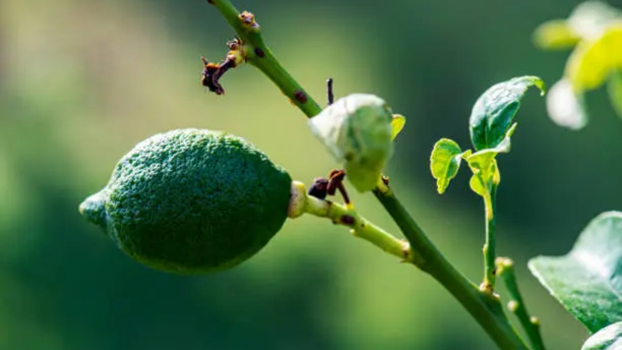 limone che sboccia