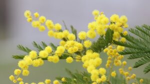 Mimosa: caratteristiche e cura della pianta simbolo della festa delle donne