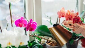 4 buoni motivi per usare il bicarbonato nelle orchidee