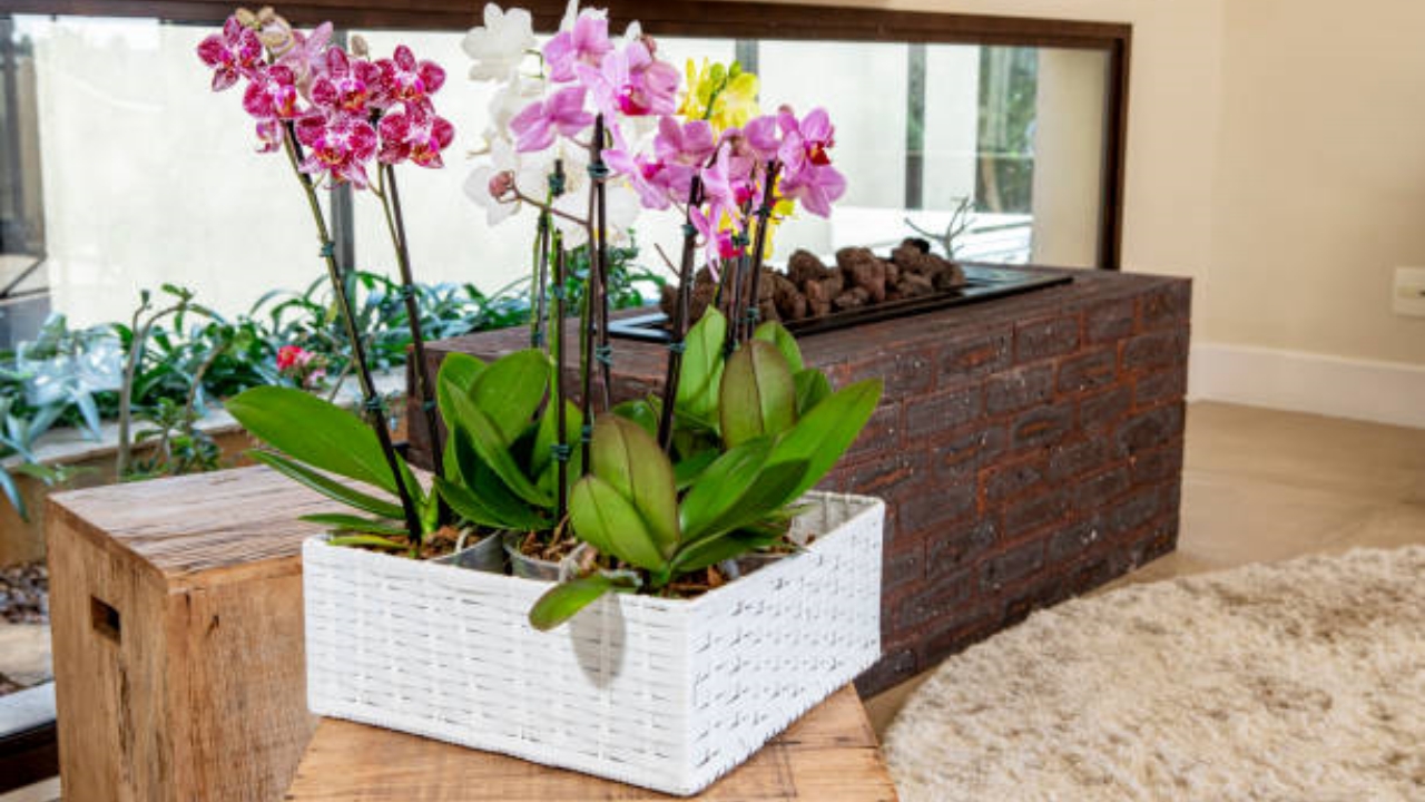 orchidee curate