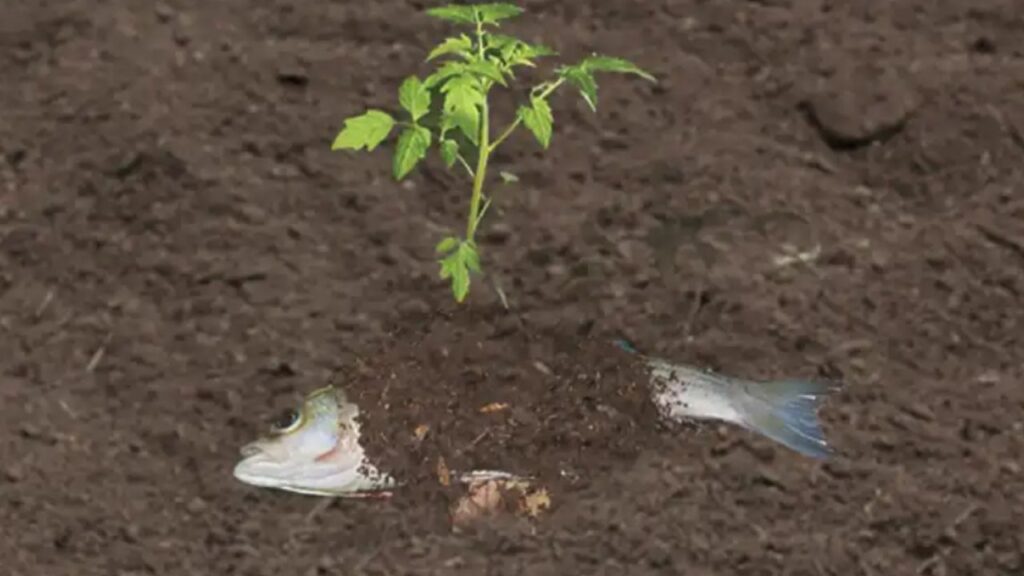 pesce da cui nasce una piantina