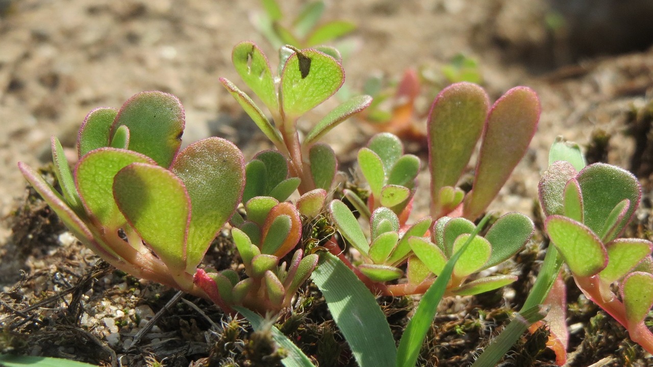 portulaca pianta