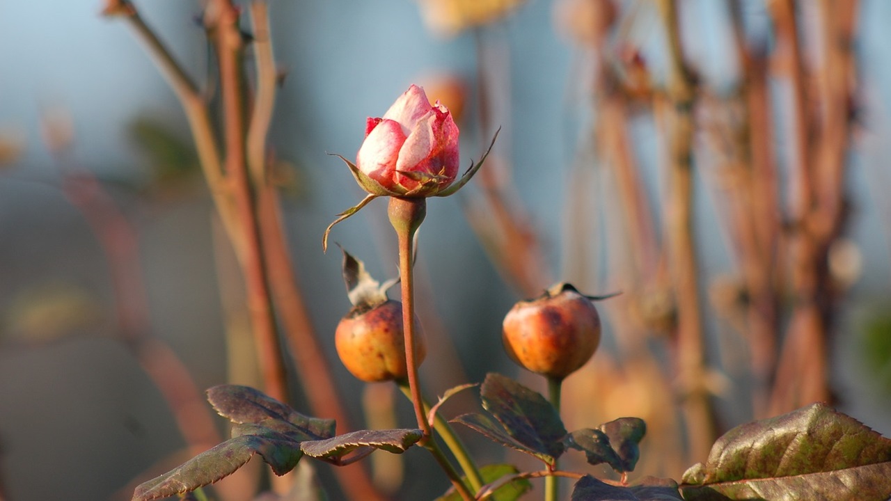 rosa cinorrodo