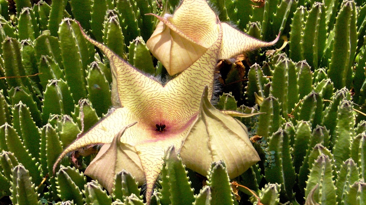 stapelia gigantea pianta