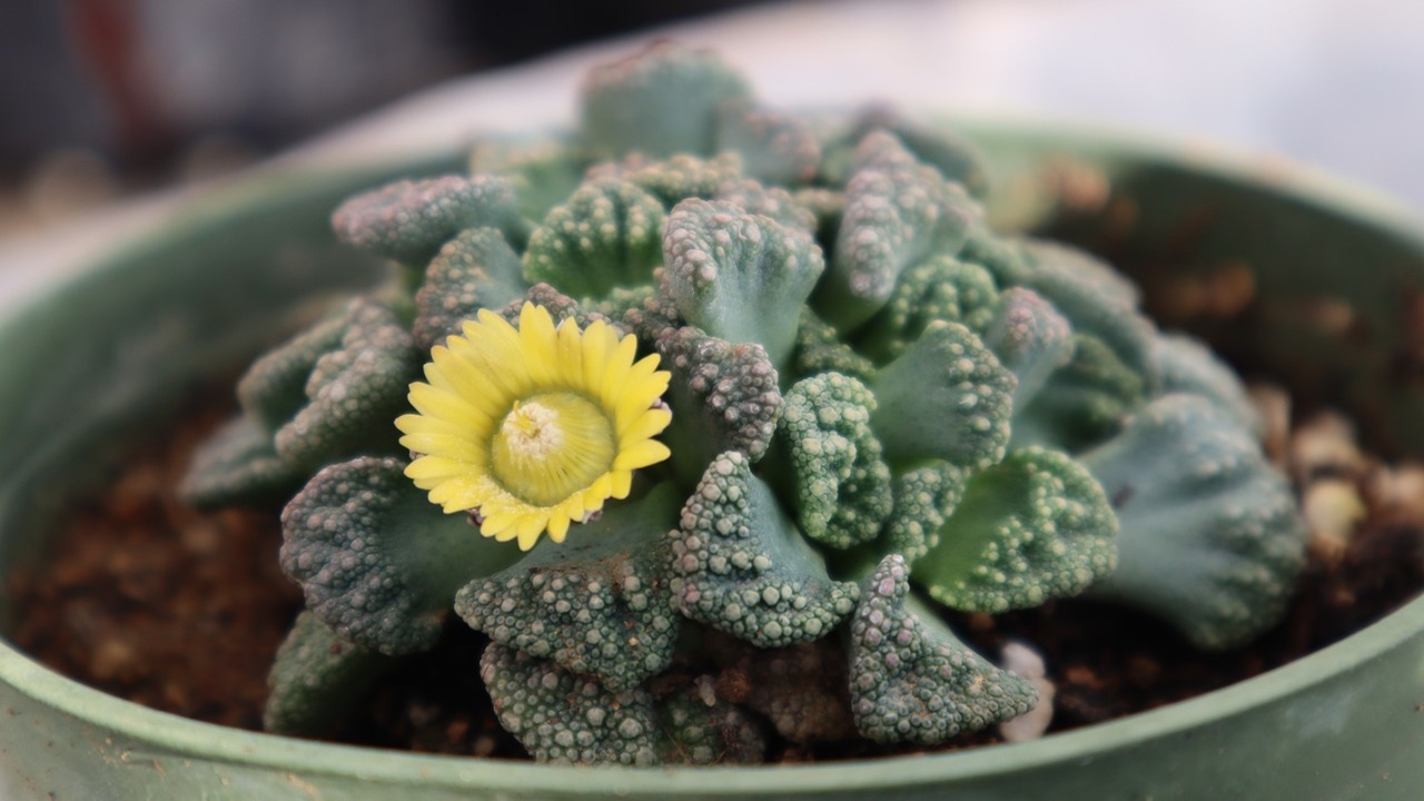 titanopsis calcarea pianta grassa