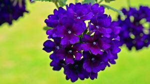 Verbena: trucchi e segreti per coltivare questa coloratissima pianta