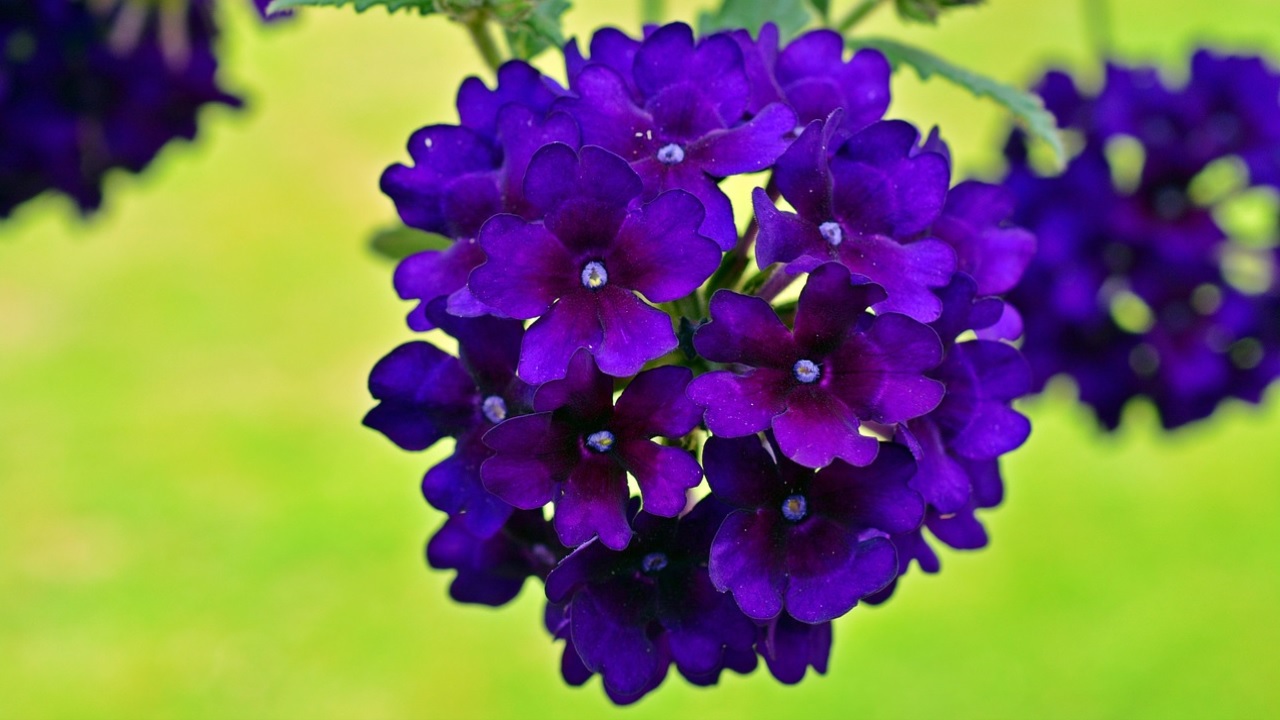 verbena fiore