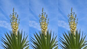 Yucca gloriosa: trucchi e segreti per prendersi cura di questa pianta grassa