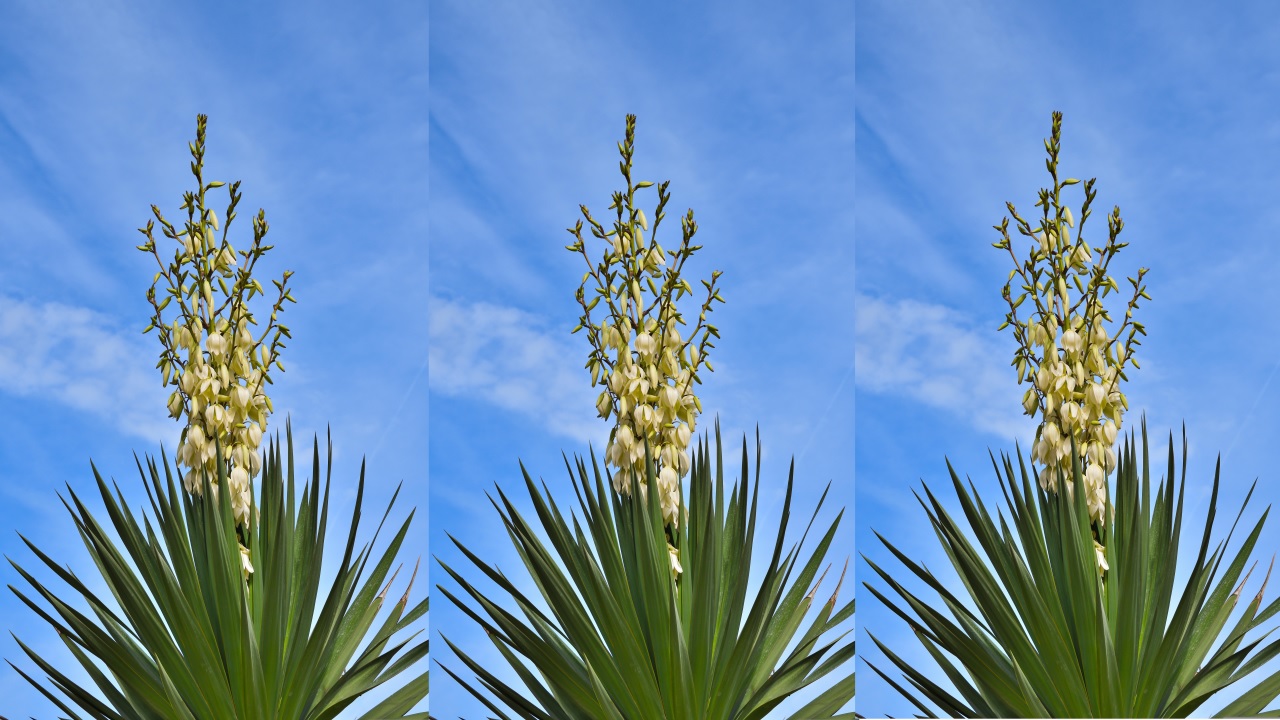 yucca gloriosa pianta