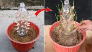 Come coltivare l’aglio partendo da una bottiglia di plastica: la guida completa