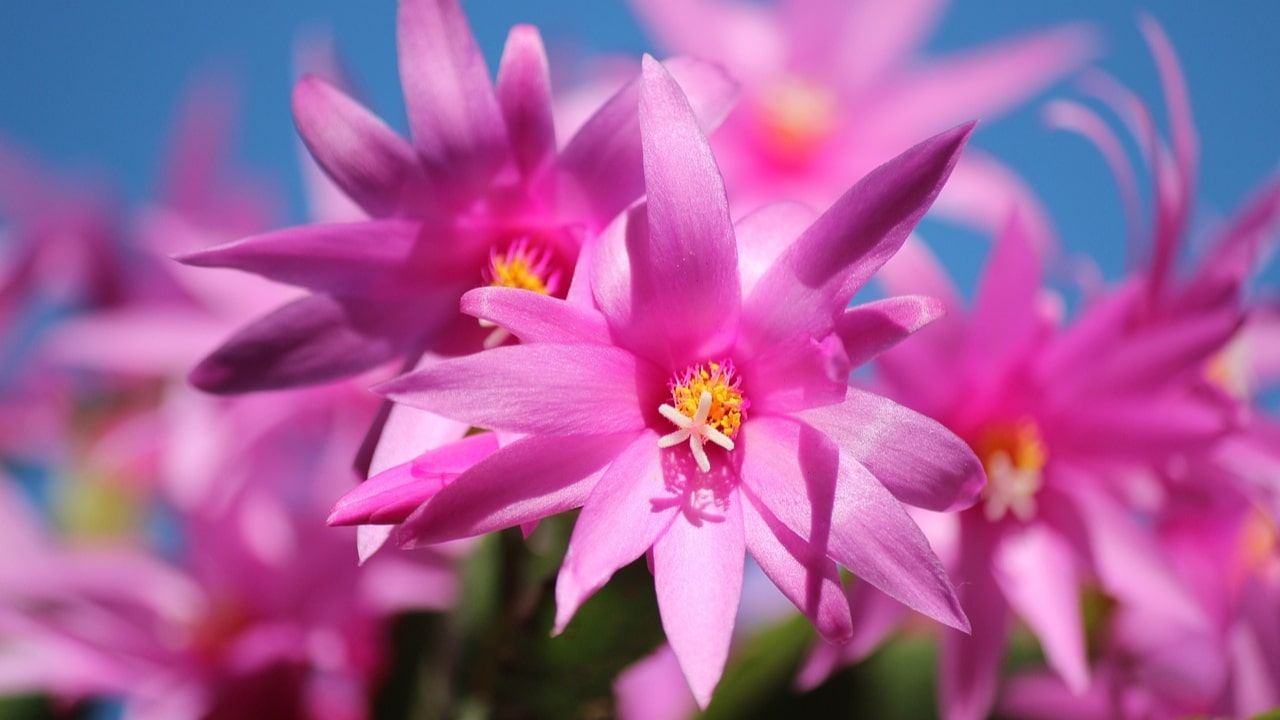 fiore rosa del cactus di natale