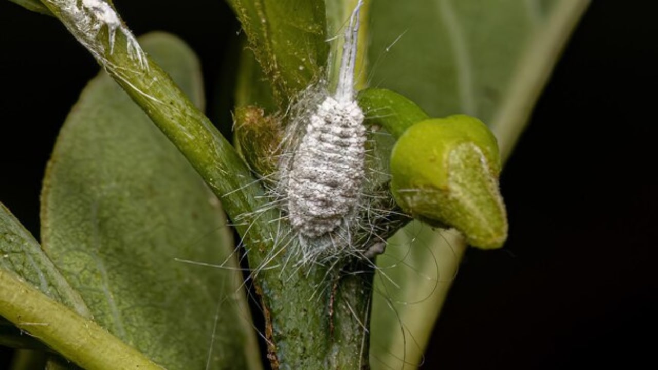 Esemplare di cocciniglia