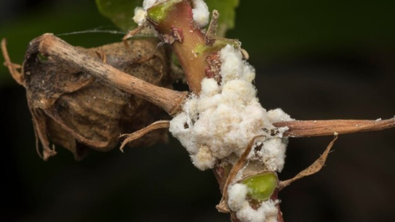 Infestazione da cocciniglia