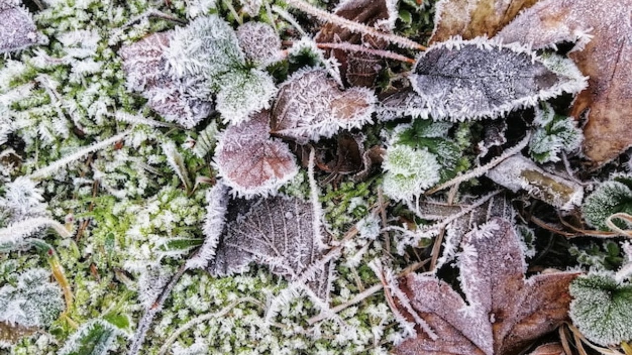 Giardino in Inverno