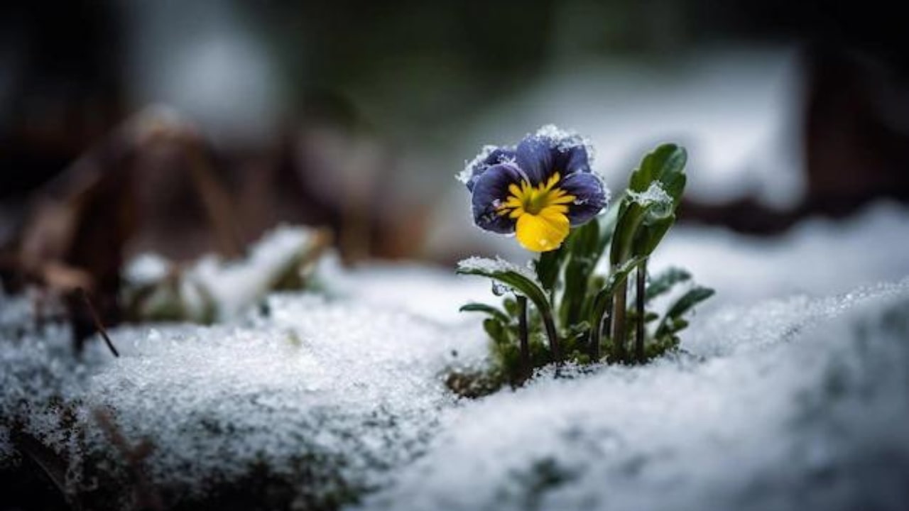 Fiore coperto dalla neve in Inverno