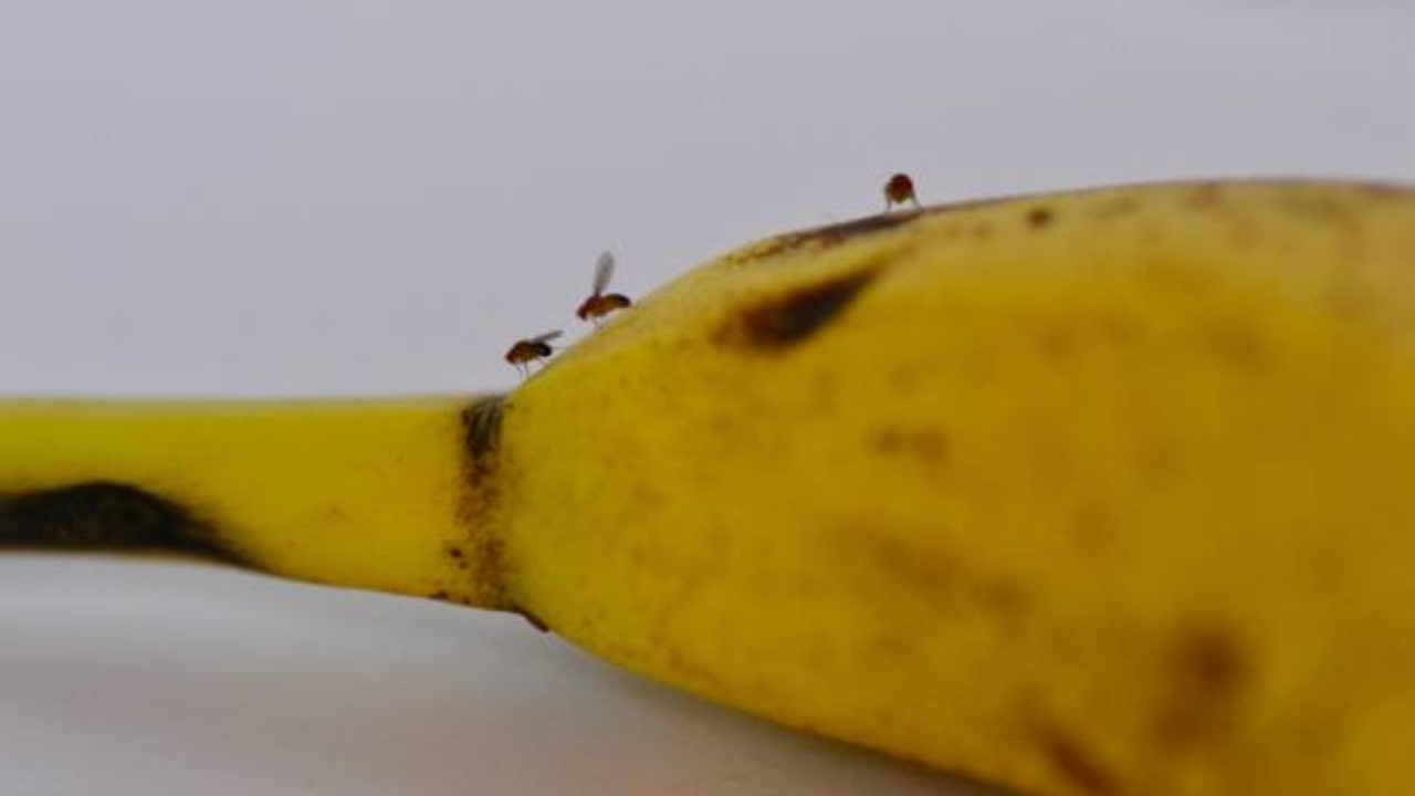 Moscerini della frutta sulla banana