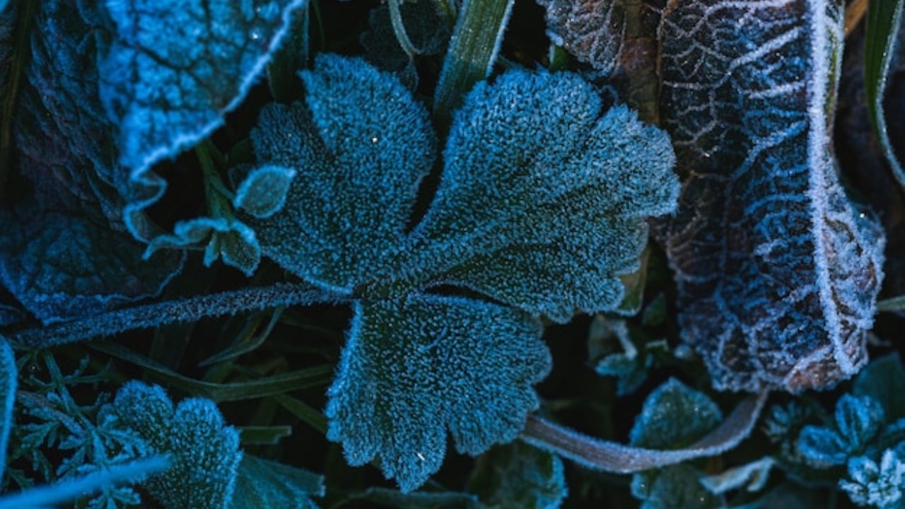 Piante nell'orto invernale