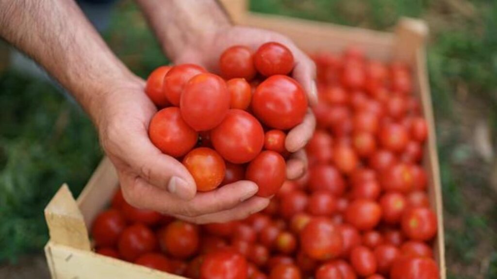 Raccolta di pomodori