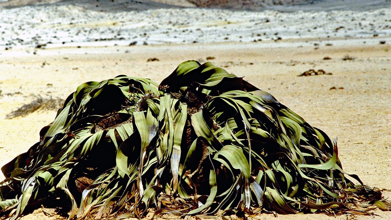 Welwitschia mirabilis pianta