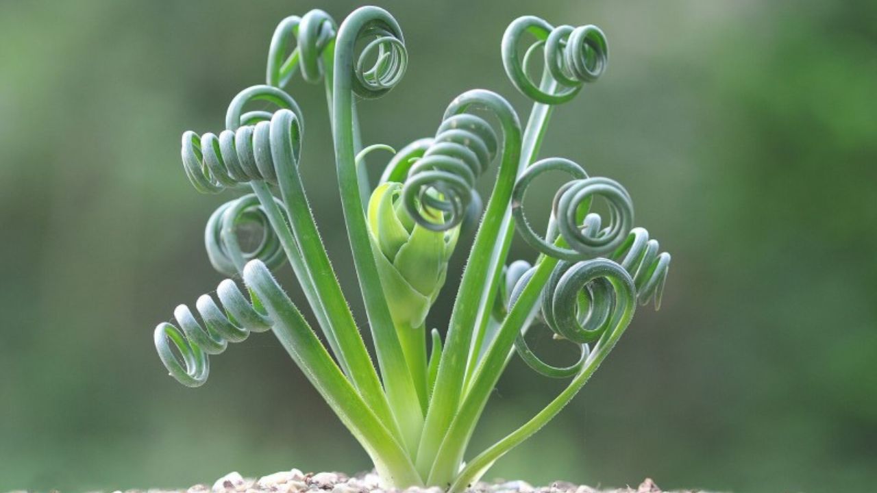 Albuca spiralis