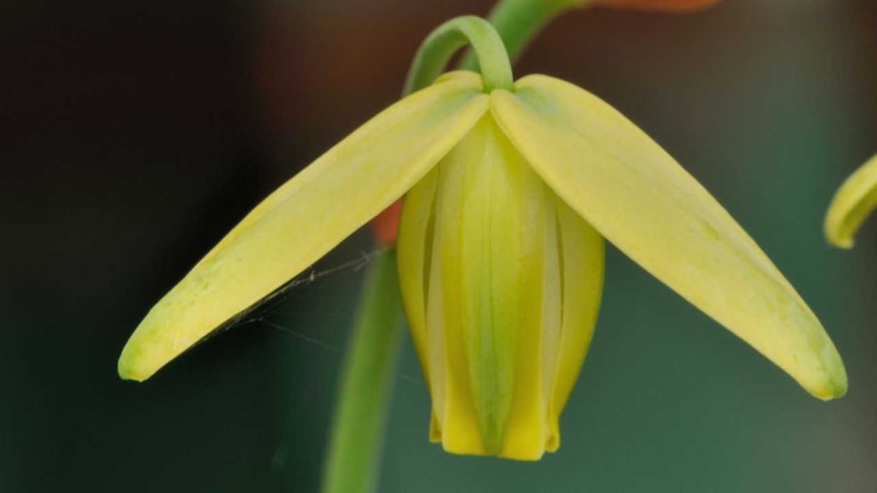 Albuca spiralis