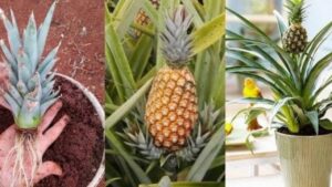 Come piantare un ananas a casa: ecco cosa fare