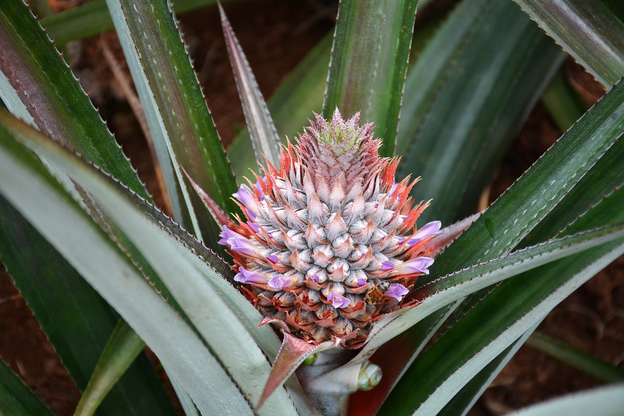 ananas cresciuto