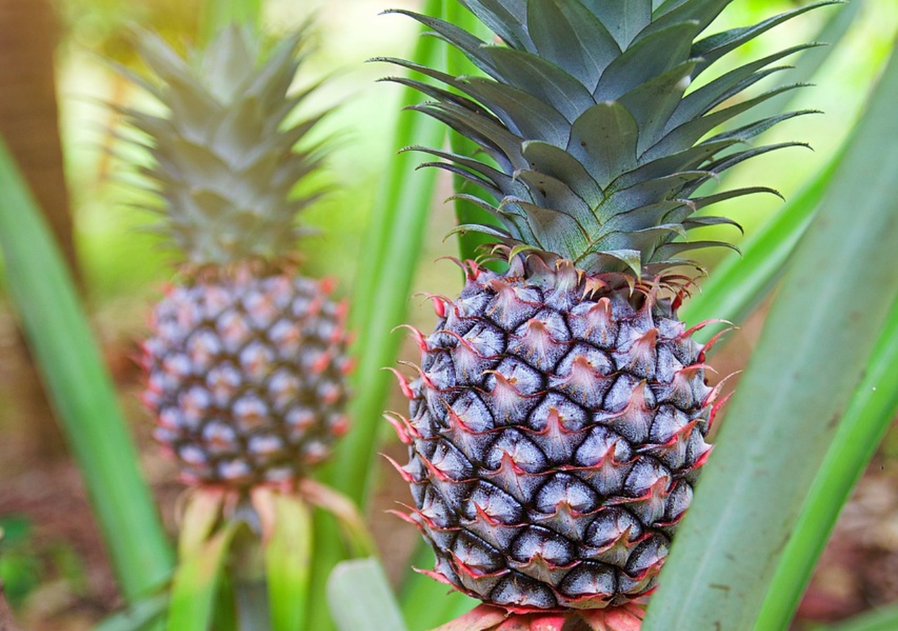 ananas cresciuto