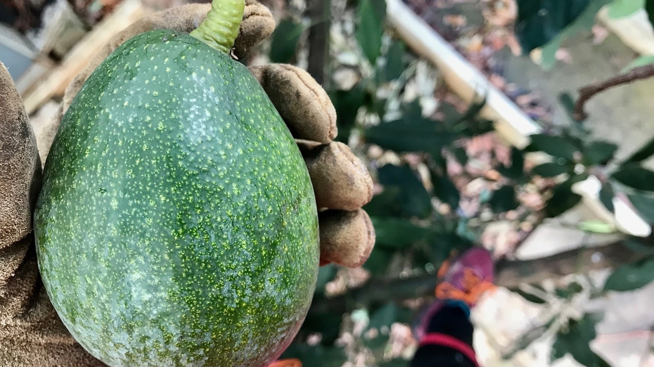 avocado in crescita