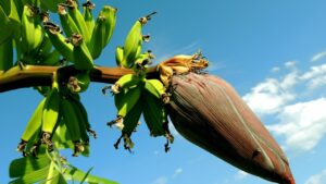 Banano, storie simboliche e leggende sulla pianta delle banane