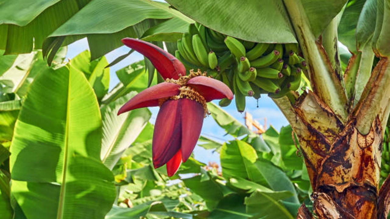 Come coltivare il banano in casa: i consigli per crescere il banano nano in  vaso 