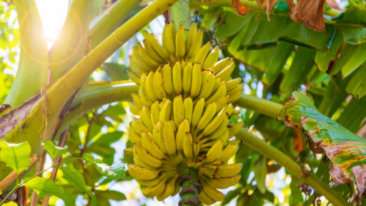 Banano in vaso: come coltivare una pianta di banano in vaso - Fratelli  Orsero