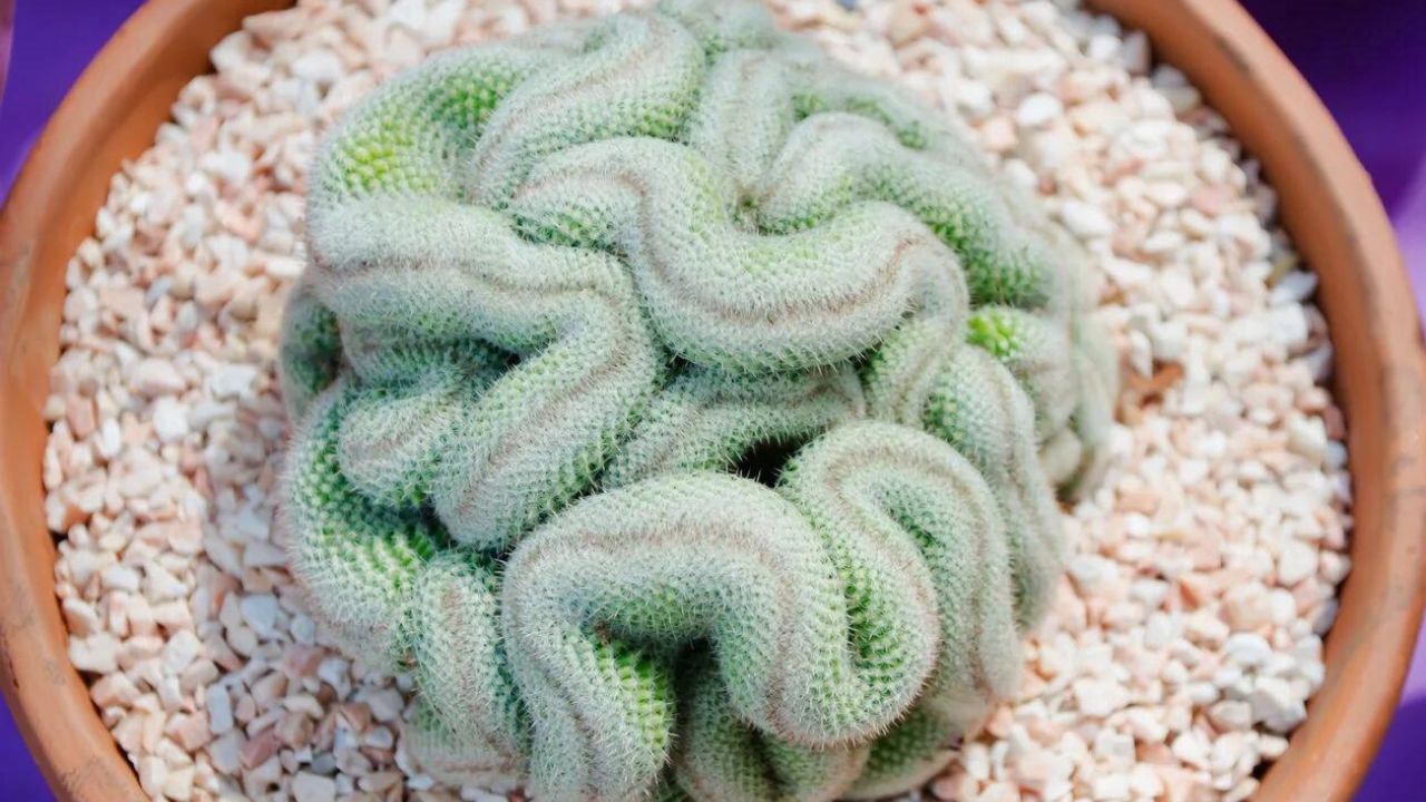 Cactus cervello