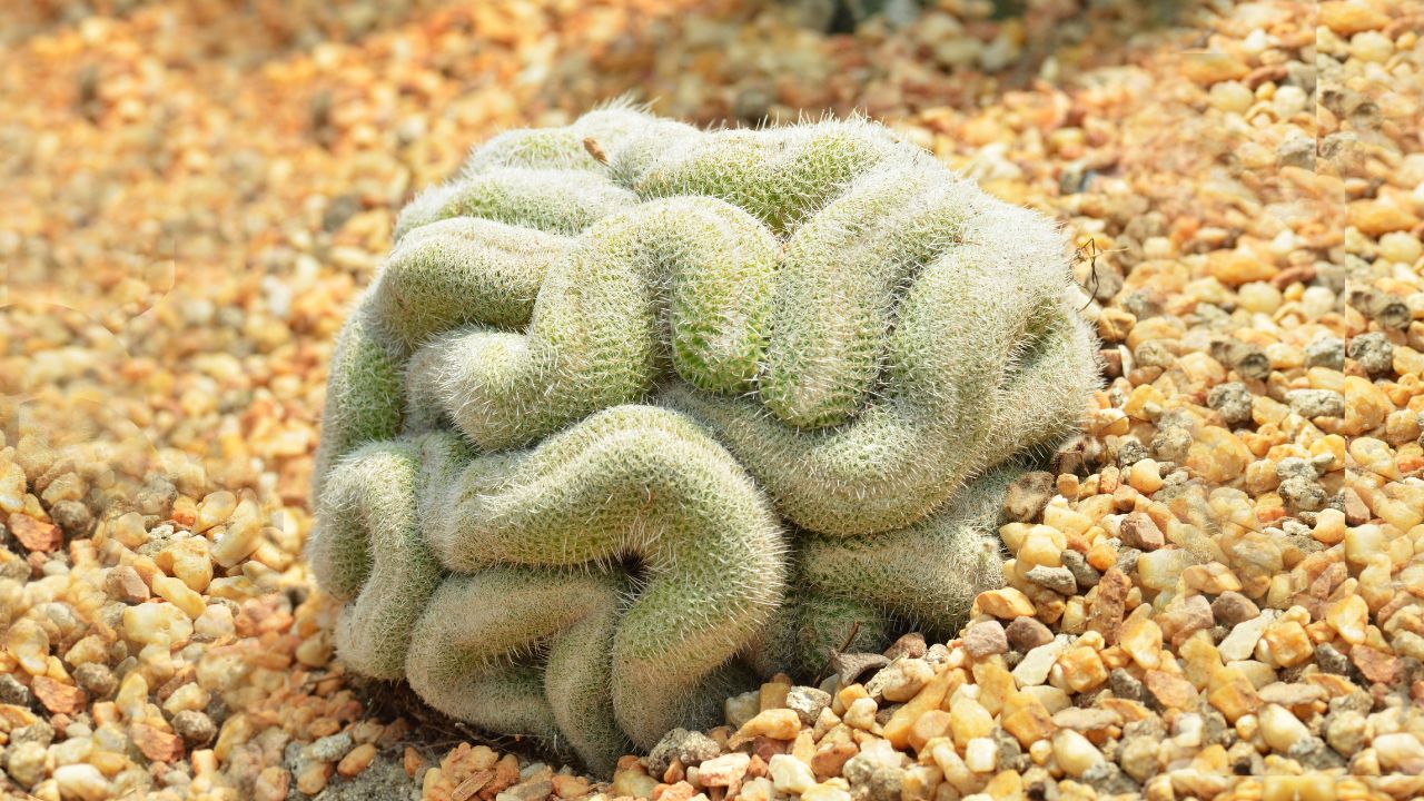 Mammillaria cristata