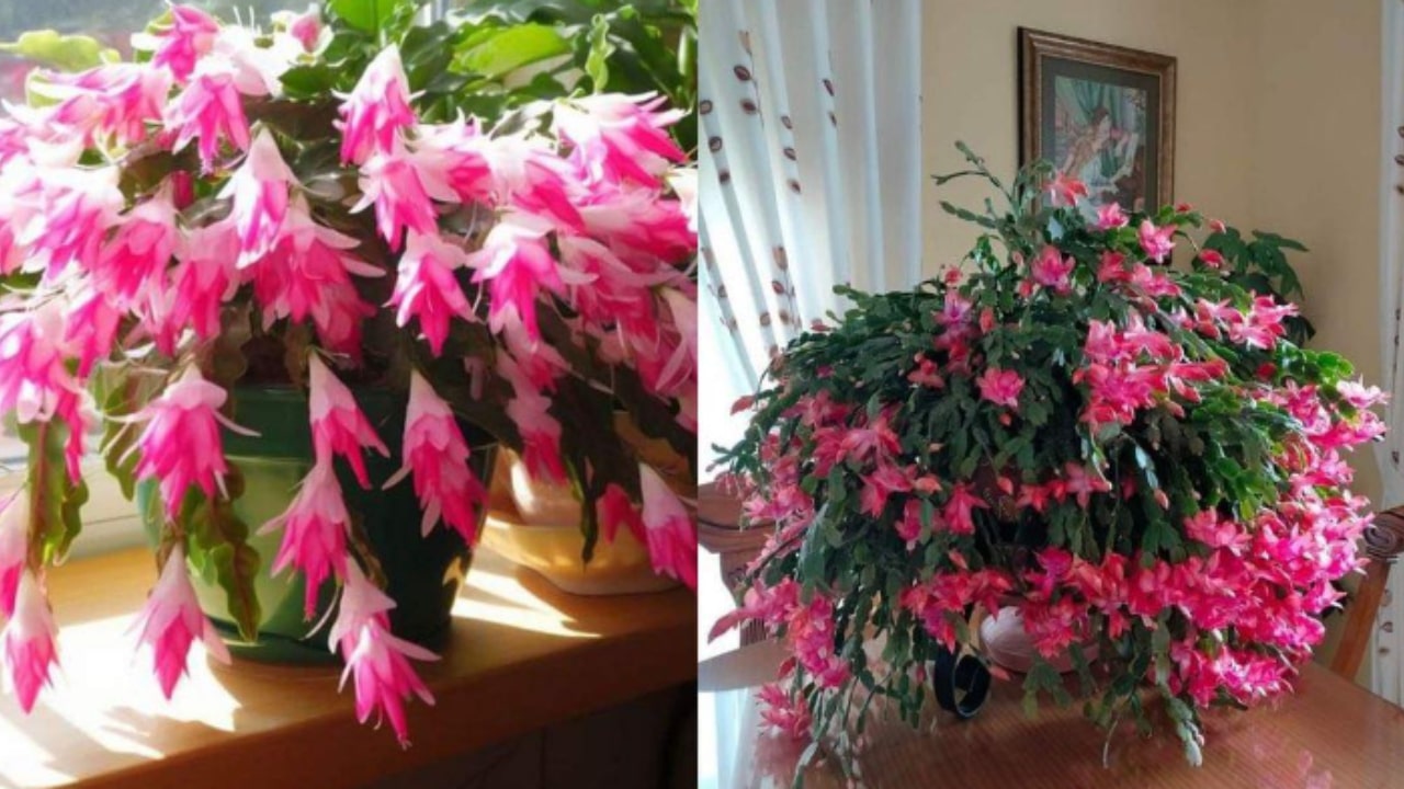 i fiori del cactus di natale