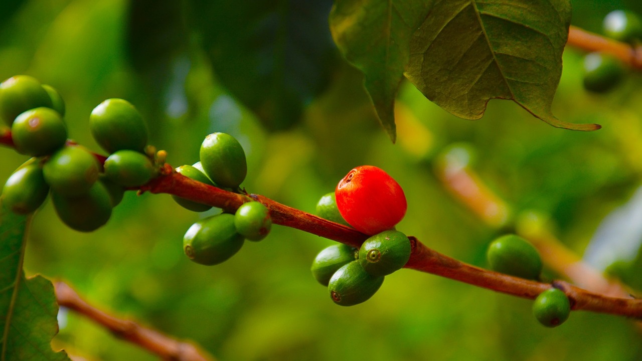 caffè pianta