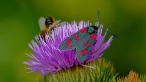 Cardo: tutto quello che volevate sapere su questa pianta usata anche in cucina