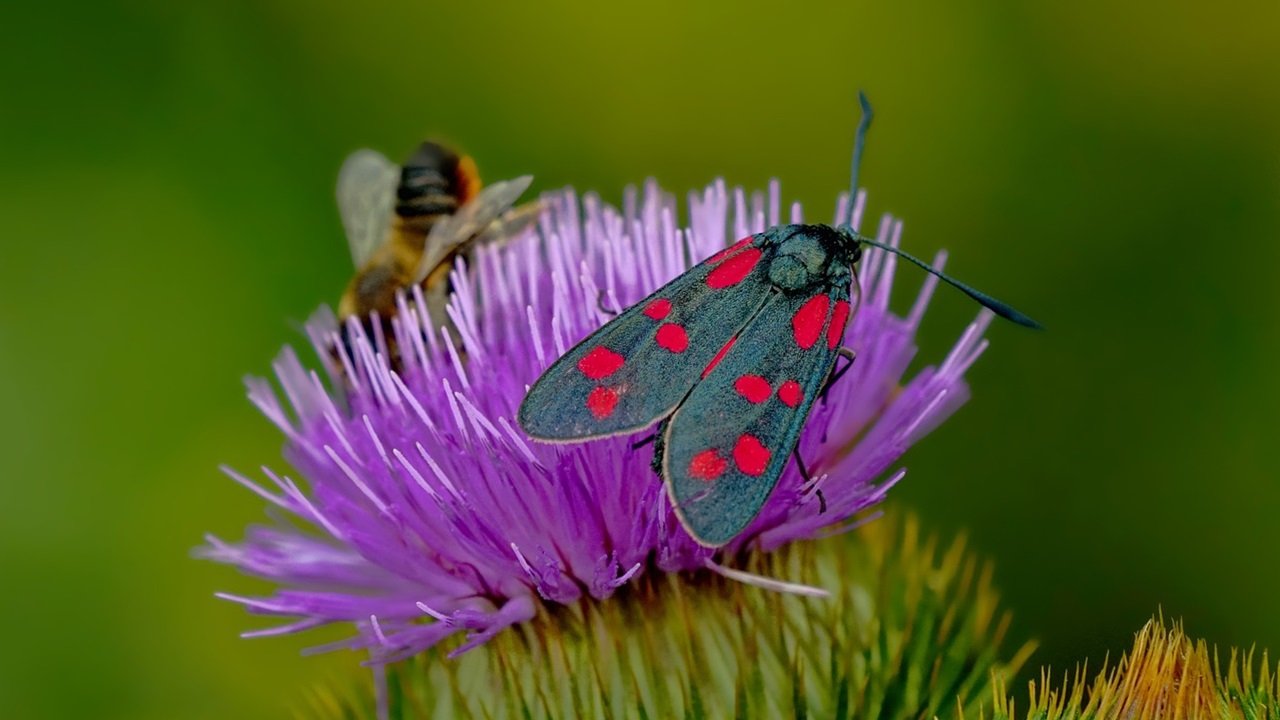 cardo cucina insetti