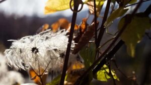 Come proteggere le clematidi prima dell’inverno e salvarle per l’anno successivo