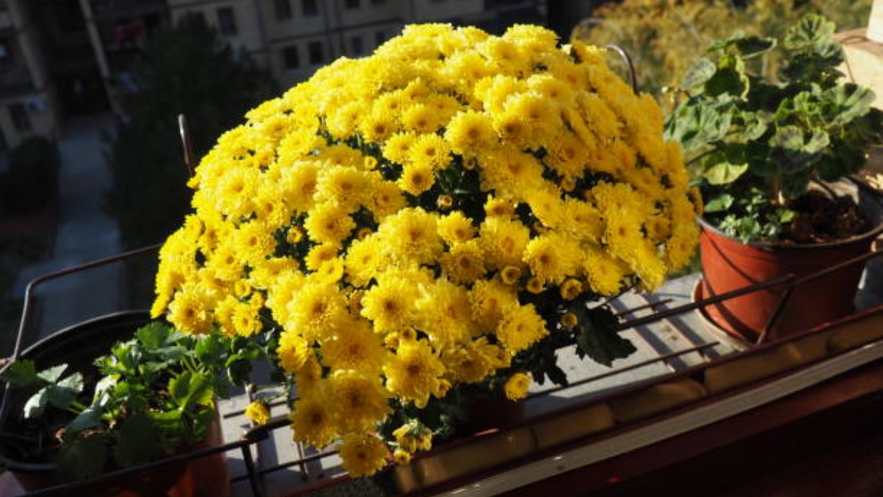 crisantemi in balcone